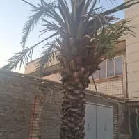 نخل برحی