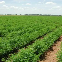 ۵۰۰متر  باغ