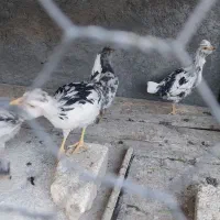 فروش چندتاجوجه گلین ودوعددخروس گلین