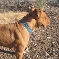 پیت بول آمریکایی ماده