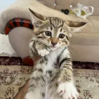 فروشی|گربه|تربت‌حیدریه, منصوریه|دیوار