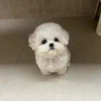 پودل فرفری|سگ|اهواز, ۲۰۰۰واحدی|دیوار