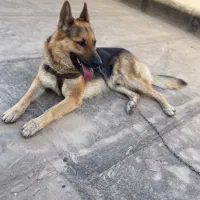 سگ ژرمن ۳ ساله|سگ|دزفول, |دیوار