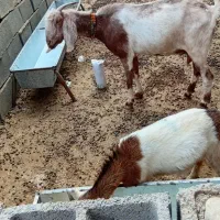 بز نژدی