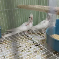 جوجه عروس هلندی آلبینو سرلاکی