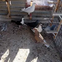 کفتر