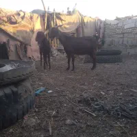 ابادان|حیوانات مزرعه|خرمشهر, |دیوار