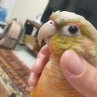 گرینچیک گمشده