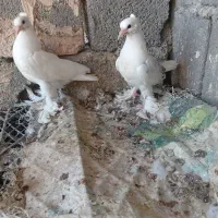 کبوتر گره|پرنده|میناب, |دیوار