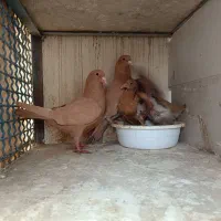 کرمانی|پرنده|مشهد, مصلی (کارمندان اول)|دیوار