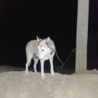 سگ گرگی وکچوک گلگی