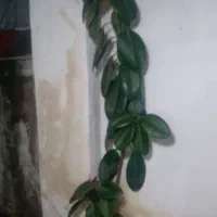 گل فیکوس زیبا