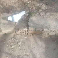 سه عددکبوتر|پرنده|همدان, |دیوار