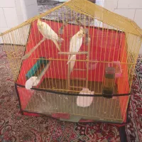 قفس