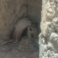 فروش یا معاوضه دو عدد سگ بوجی نژاد شیتزو نر و ماده