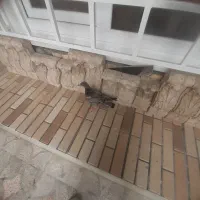 کفتر نر
