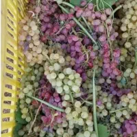 کارگر انگور چینی و لوبیا چینی هستم