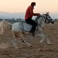 فروش اسب|اسب و تجهیزات اسبسواری|فسا, |دیوار