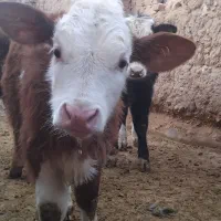 گوساله سیمینتال آنتیک