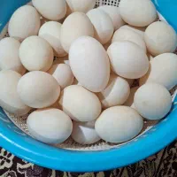 تخم اردک هیلکه مراوی