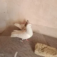 یک جفت کله الماسی