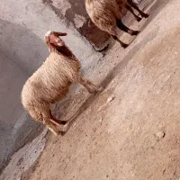 دوراس شک