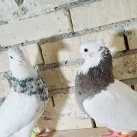 جفت طوقی|پرنده|رامشیر, |دیوار