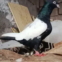 سینه سیاه نر