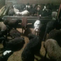 ۲۰عدد کاور نر|حیوانات مزرعه|دهگلان, |دیوار