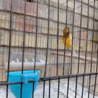 فروش قناری|پرنده|بهبهان, |دیوار