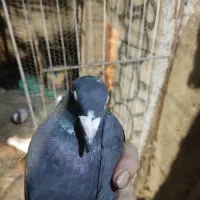 کفتر|پرنده|ماهان, |دیوار