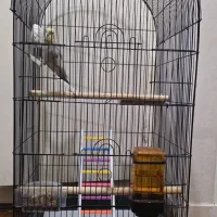 عروس هلندی سخنگو نر با قفس و تجهیزات