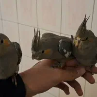 عروس هلندی اهویی دستی نروماده موجوداست قیمت پایین