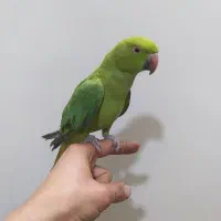 جوجه طوطی ملنگو دستی