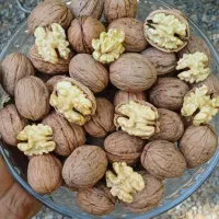 گردوی پوست سبز تازه تویسرکان پوست نازک|خوردنی و آشامیدنی|کوهسار (البرز), |دیوار