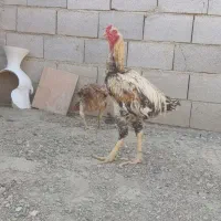 خروس لاری اصیل ۲۰ ماهه ۳.۵ دانگ در سلماس