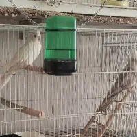 جفت عروس هلندی آلبینو به شرط