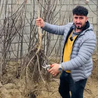 نهالستان فراز نهال /انواع نهال پیوندی /گردو انگور