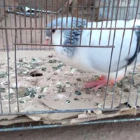 کفتر|پرنده|تربت جام, میان جام|دیوار