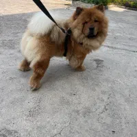 چاو چاو پرتقالی با پنچه های شاه توله|سگ|رشت, معلم|دیوار