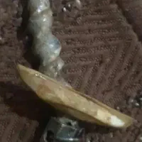 انگشتر سوحلی بحری