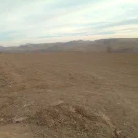 اجاره زمین کشاورزی دیم 5 هکتار کمباین گیر|اجارهٔ دفتر صنعتی، کشاورزی، تجاری|شاهین دژ, |دیوار