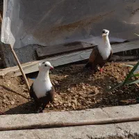 فروش کبوتر کربلایی کله سفید