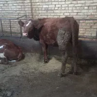 فروش سه عدد گوساله ماده|حیوانات مزرعه|مهربان, |دیوار
