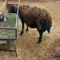 میش|حیوانات مزرعه|قیدار, |دیوار