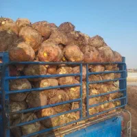 چغندر دامی .گوساله میش|حیوانات مزرعه|اصفهان, قهجاورستان|دیوار