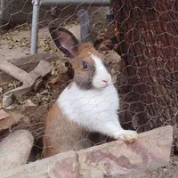 خرگوش کوچولو|موش و خرگوش|دزفول, |دیوار