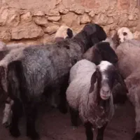 بره نر و قوچ‌