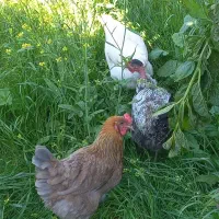 مرغ تخمگذار