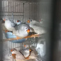 فنچ‌کینگ..گلدین